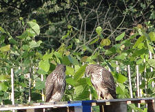 buizerd